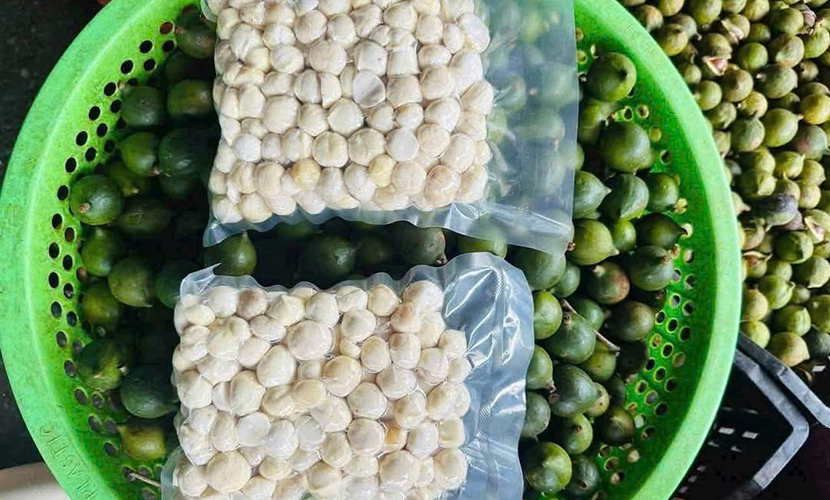 Fresh macadamia from Vietnam