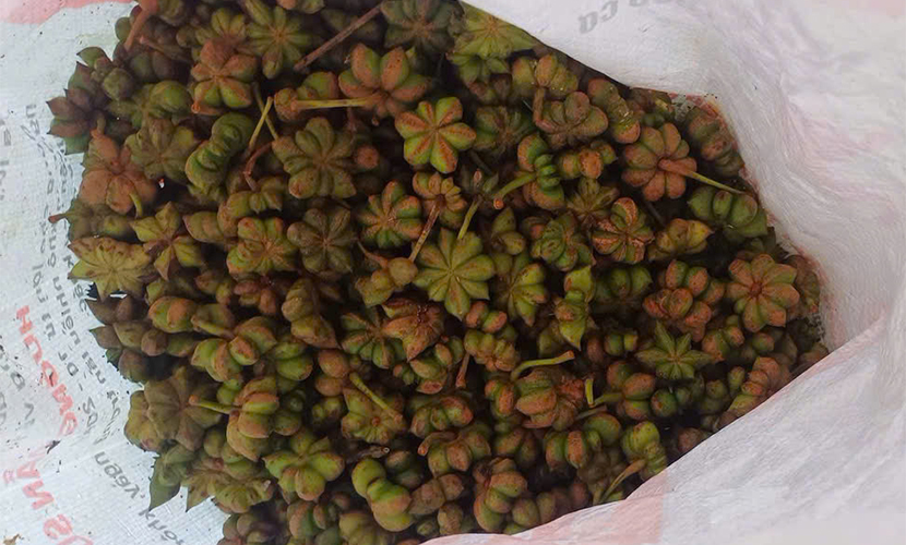 Fresh star anise from Vietnam
