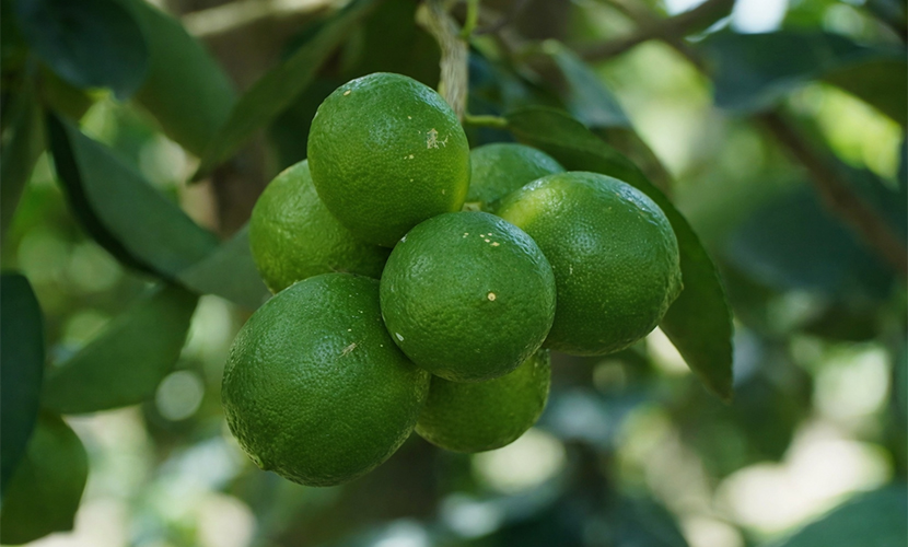 Globalgap green lime from Vietnam