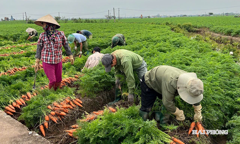 Harvesting Vietnamese carrots for export