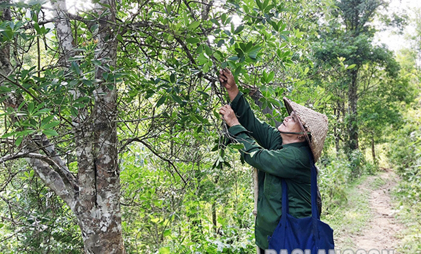 Harvesting Vietnamese star anise