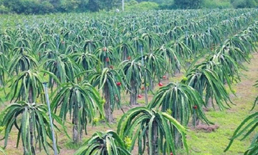 Organic dragon fruit farm
