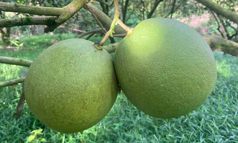Organic pomelo for export