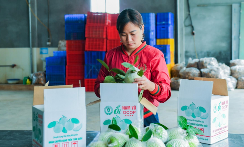 Processing Vietnamese guava