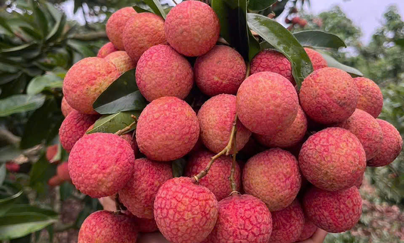 Special lychees from Vietnam