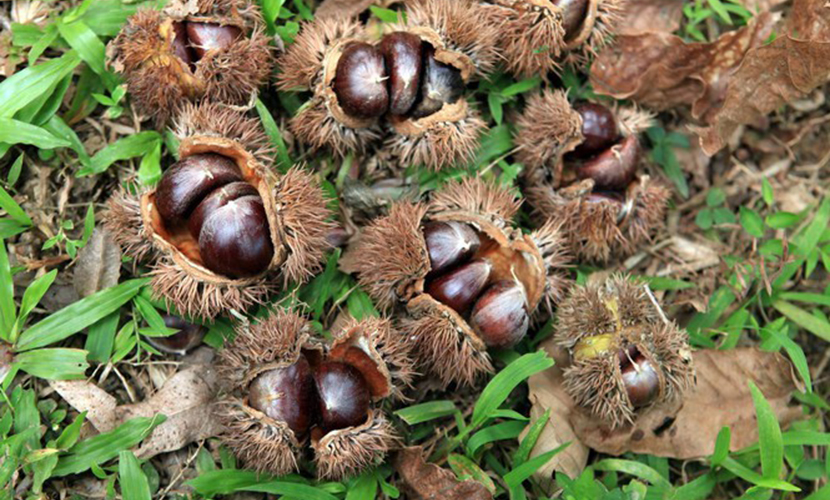 Trùng Khánh chestnut materials