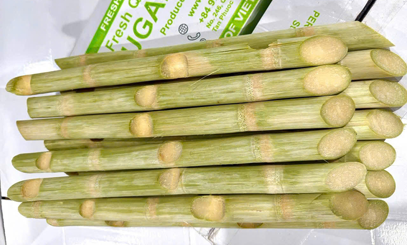 Vetgap-sugarcane-cultivation