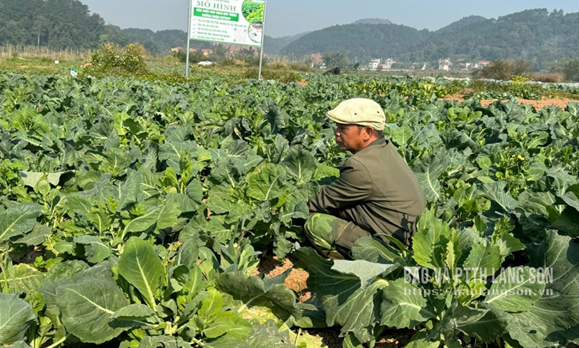 Vietgap vegetable production