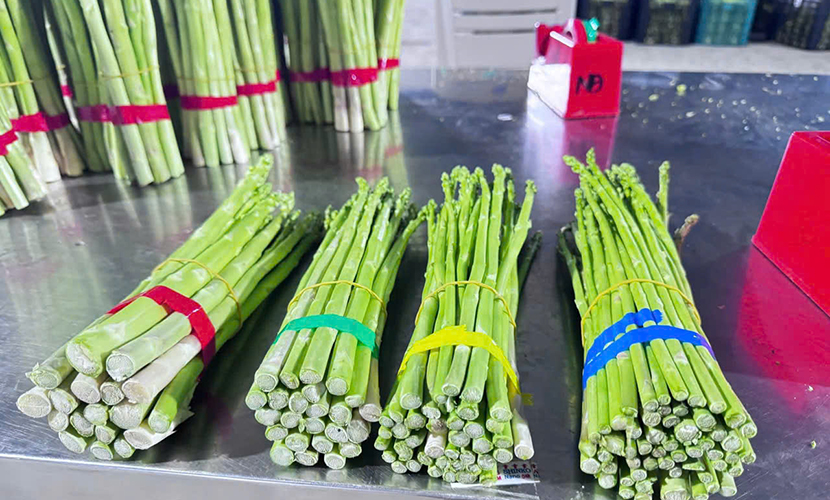 Vietnam's asparagus cultivation