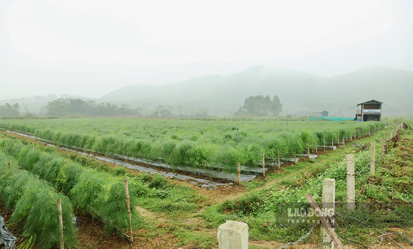 Vietnam's asparagus farm