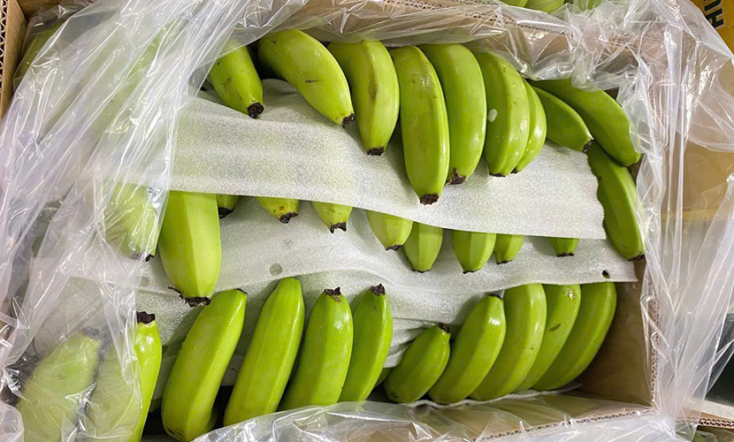 Vietnam's banana exports