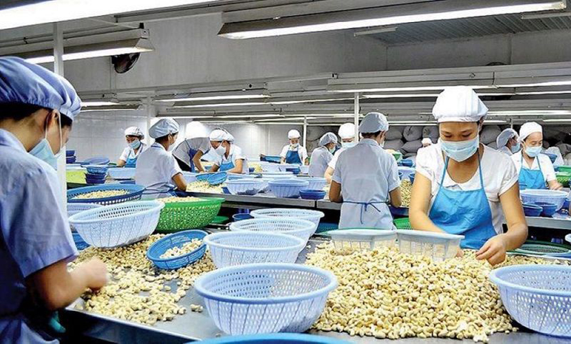 Vietnam's cashew factory