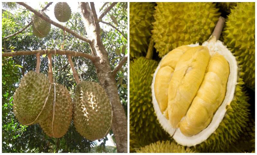 Vietnam's Dona durian