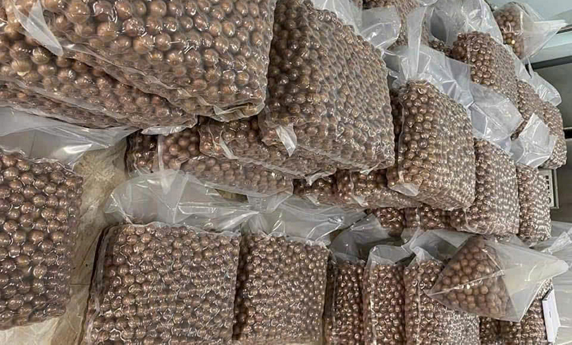 Vietnam-origin macadamia