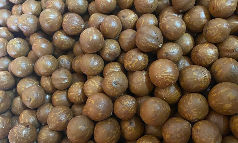 Vietnam-produced macadamia