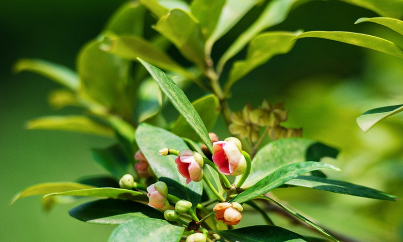 Vietnam-produced star anise
