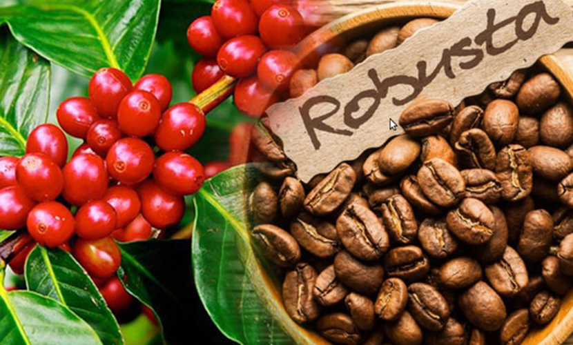 Vietnam's Robusta coffee