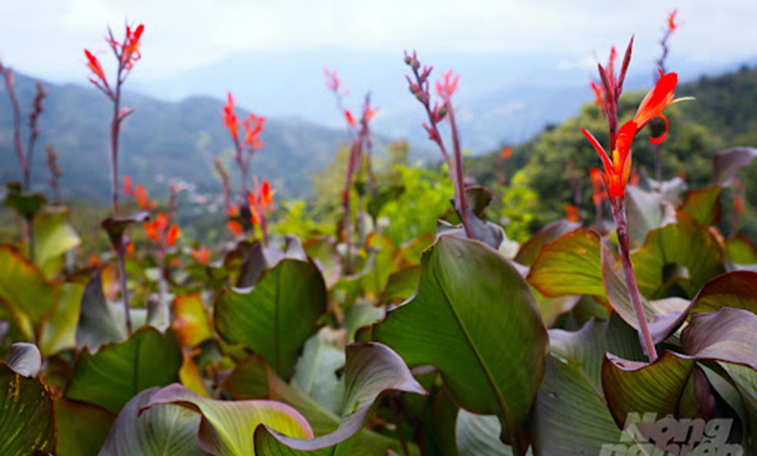 Vietnamese arrowroot