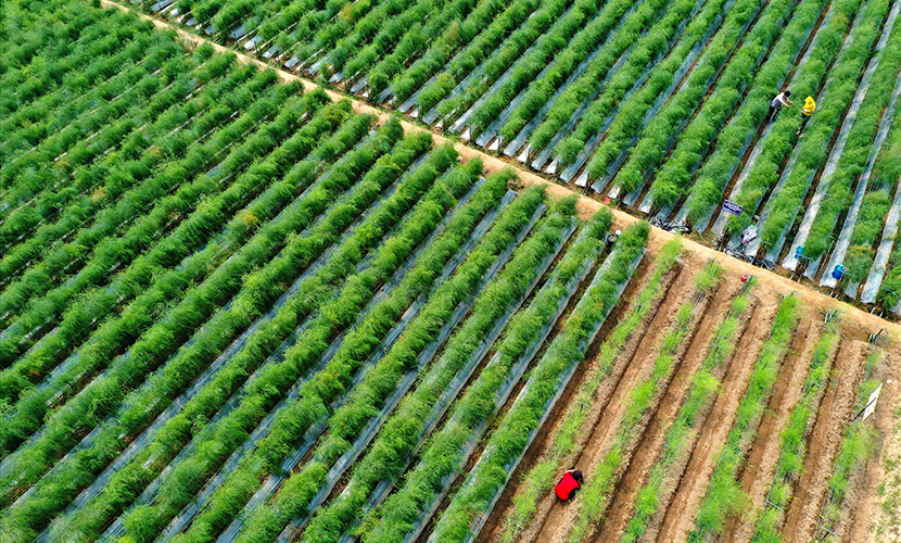 Vietnamese asparagus farms
