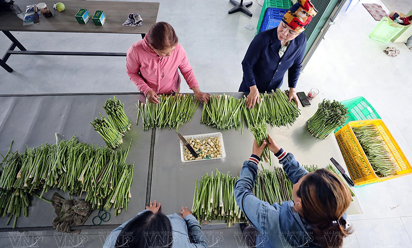 Vietnamese asparagus packing house