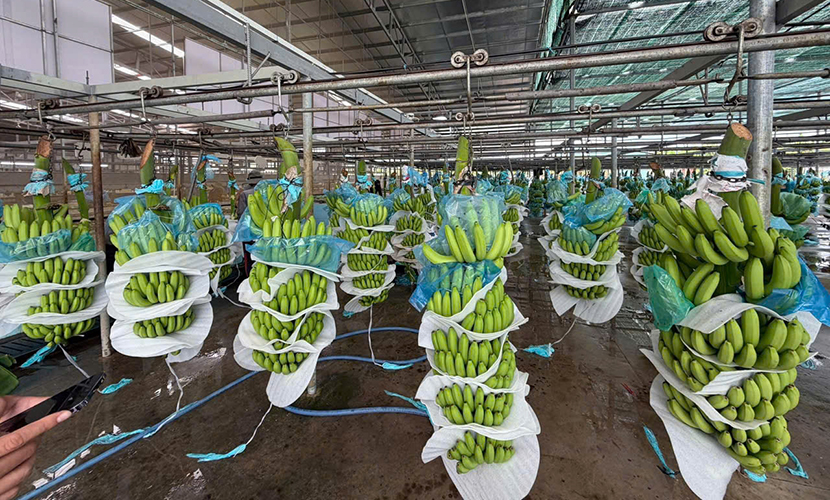 Vietnamese banana factory