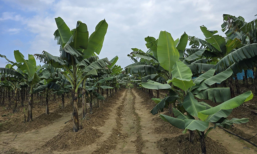 Vietnamese banana farm