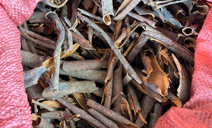 Broken cassia from Vietnam