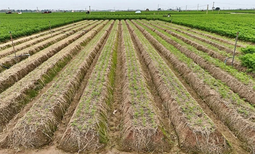 Vietnamese carrot cultivation