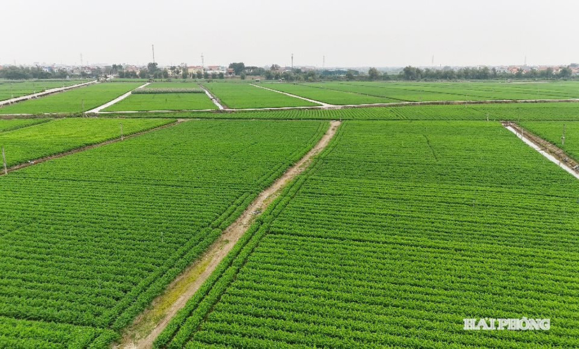 Vietnamese carrot farms