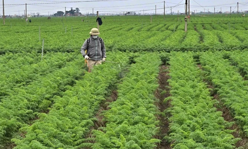 Vietnamese carrot production