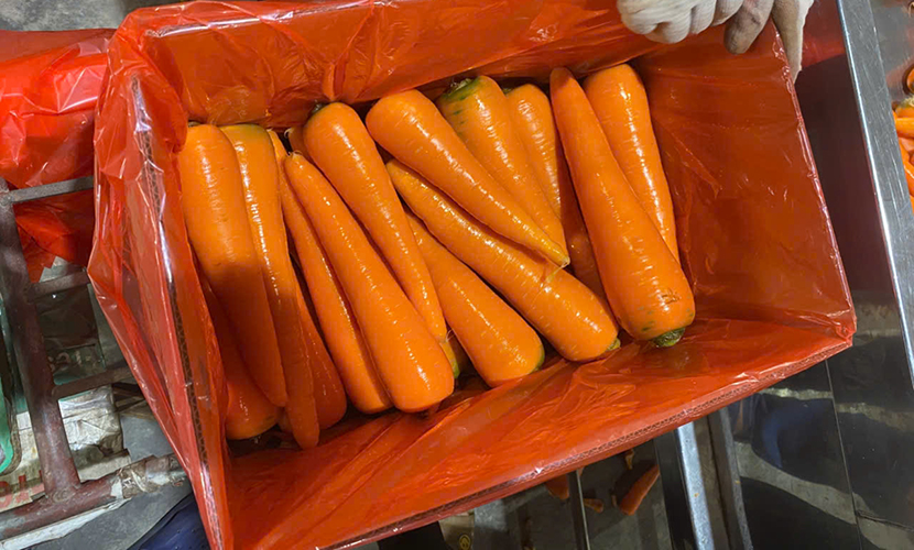 Vietnamese carrots for exports