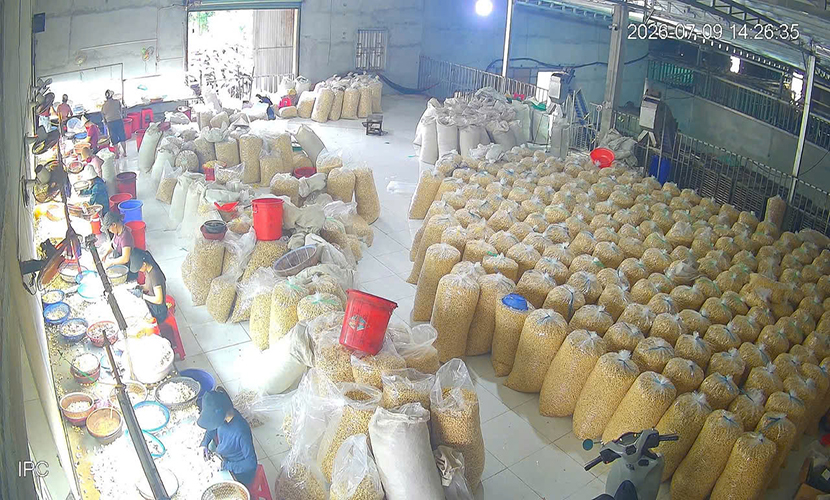 Vietnamese cashew factory