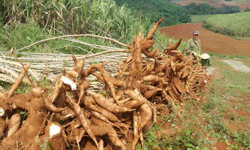 Vietnamese cassava materials