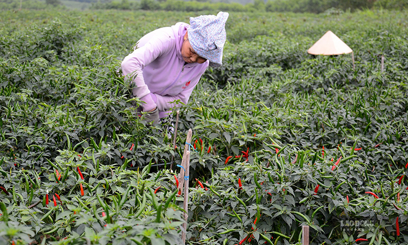 Vietnamese chili cultivation