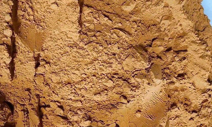 Vietnamese cinnamon powder