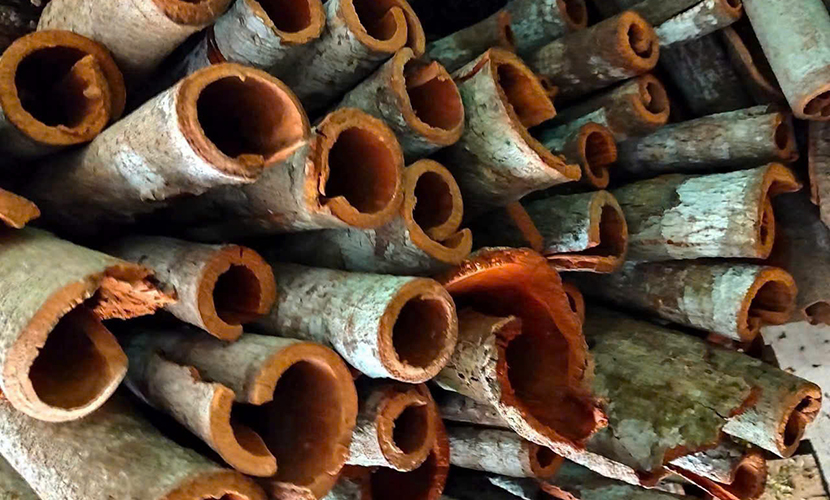 Vietnamese cinnamon production