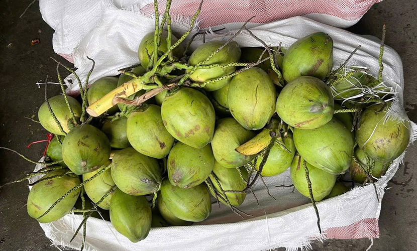 Vietnamese coconuts