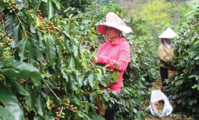 Vietnamese coffee farm
