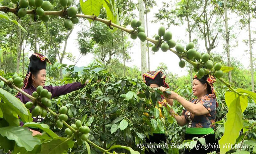 Vietnamese coffee farm