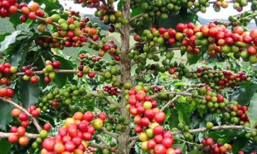 Vietnamese coffee trees