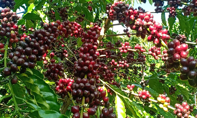 Vietnamese coffee trees