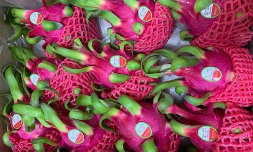 Vietnamese dragon fruit exports