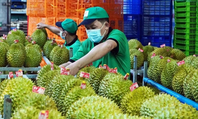 Vietnamese durian exports