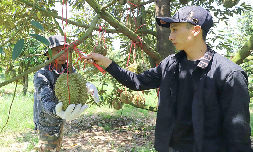 Vietnamese durian farm