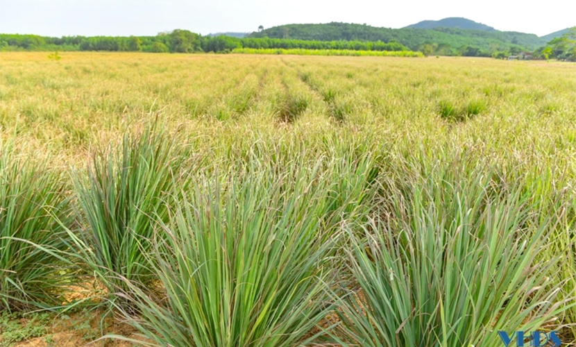 Vietnamese exported lemongrass farm