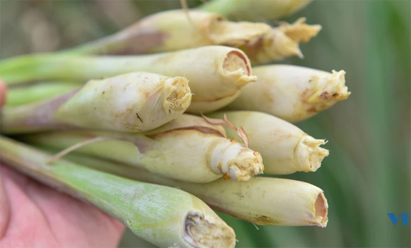 Vietnamese exported lemongrass