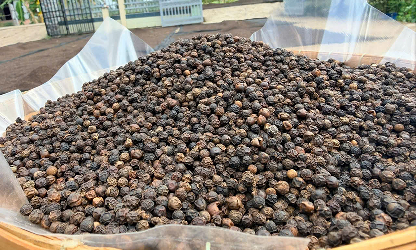 Vietnamese exported pepper