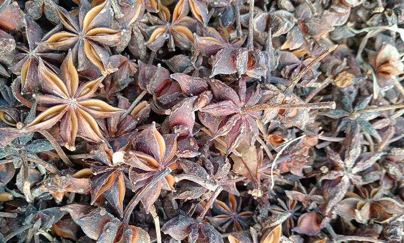 Vietnamese exported star anise