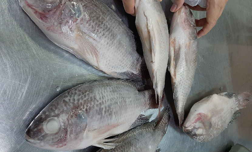 Vietnamese exported tilapia