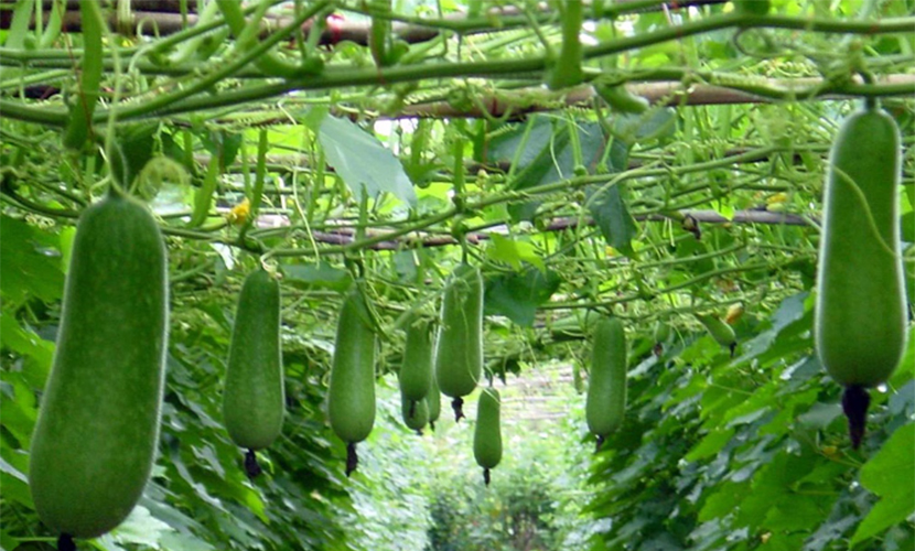 Vietnamese fragrant winter melon farm